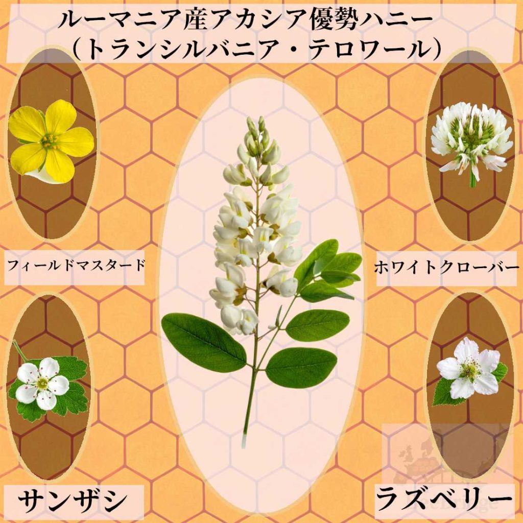 acacia romania transylvania